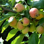 Фото плоду рослини - Яблуня сливолиста (я. китайська)